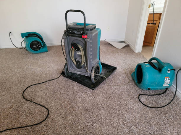Best Mold removal after water damage  in South Deerfield, MA