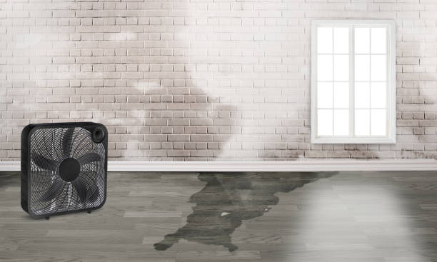 Best Water damage cleanup near me  in South Deerfield, MA