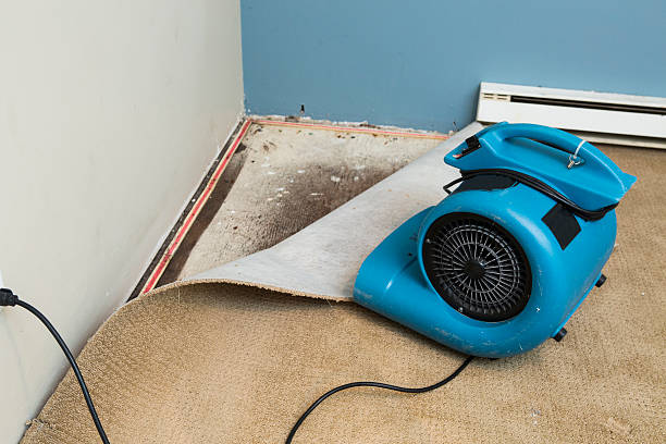 Best Water damage mitigation services  in South Deerfield, MA
